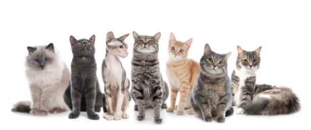 For cats