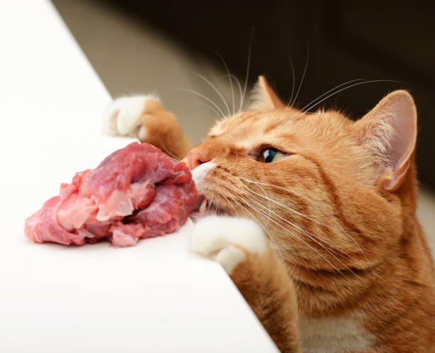 Katze.jpg