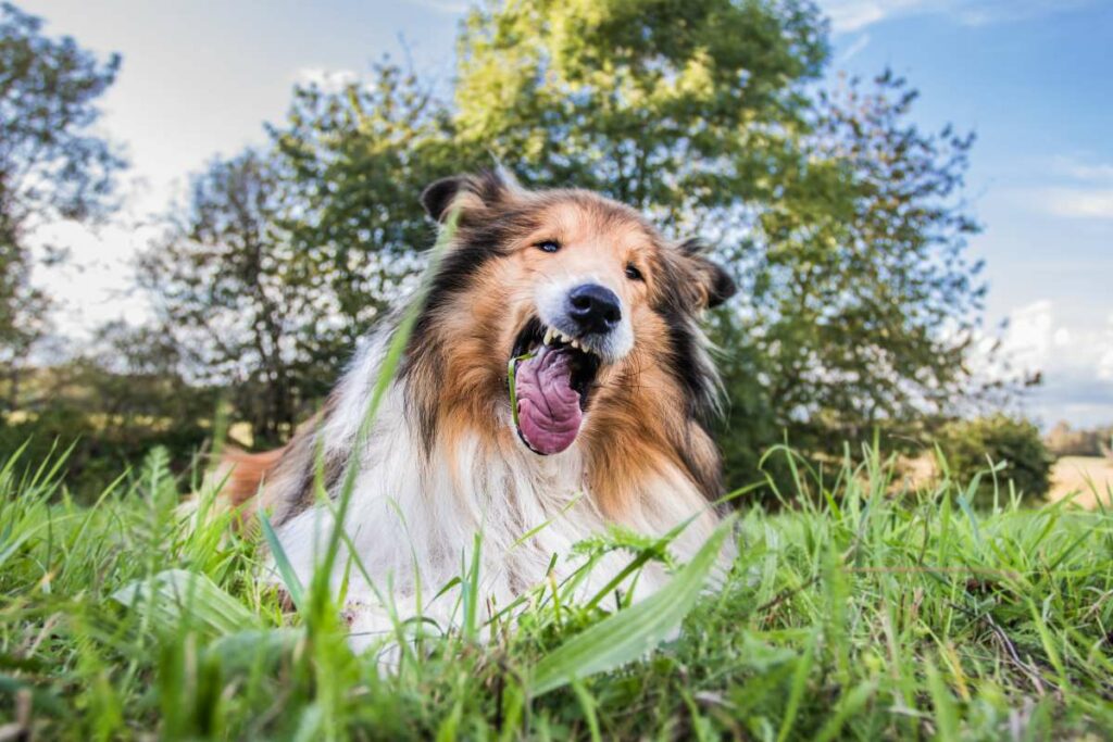 Määh statt Wuff? Warum dein Hund plötzlich zum Weidegänger wird!
