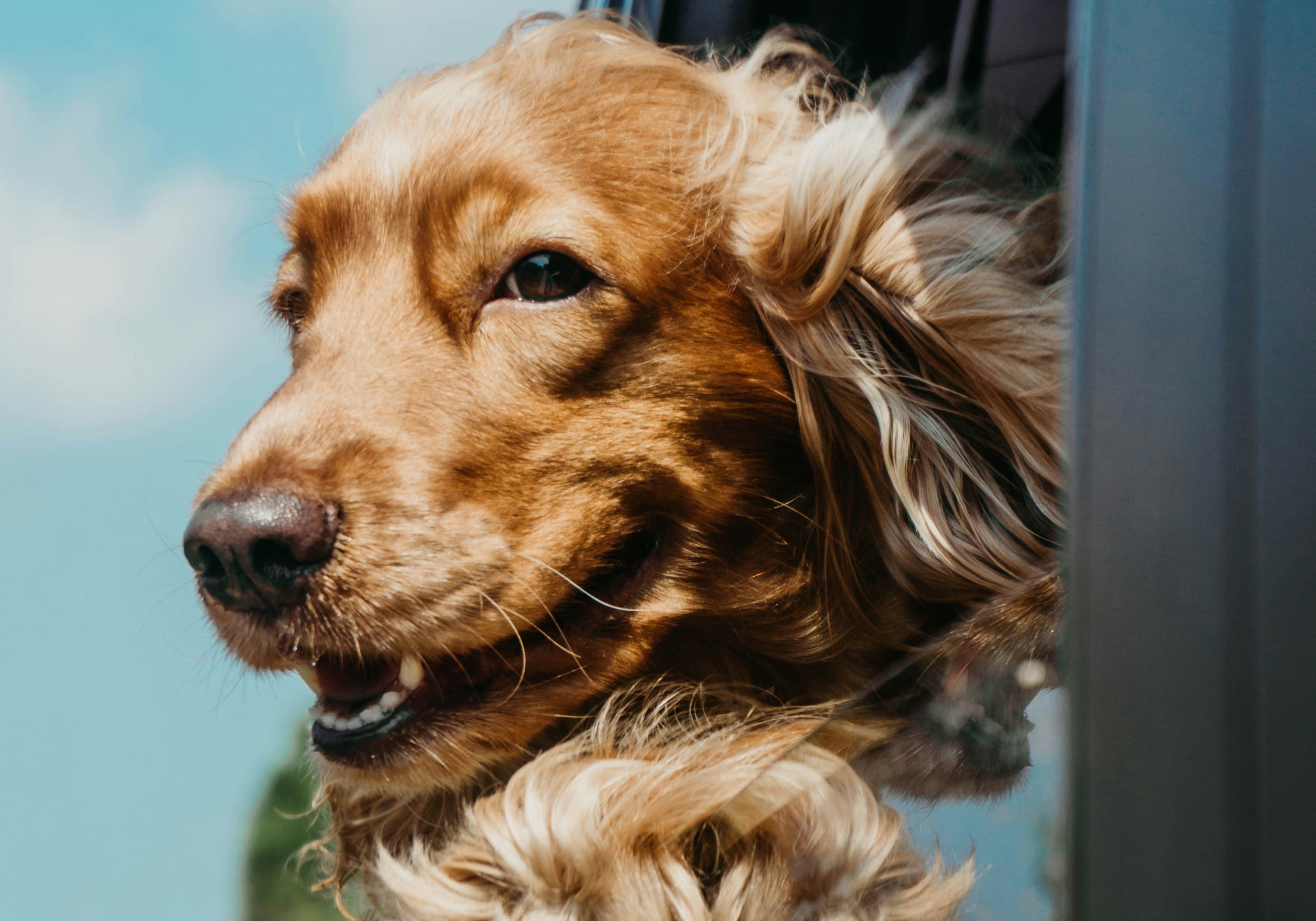 BARF im Urlaub – so einfach geht’s