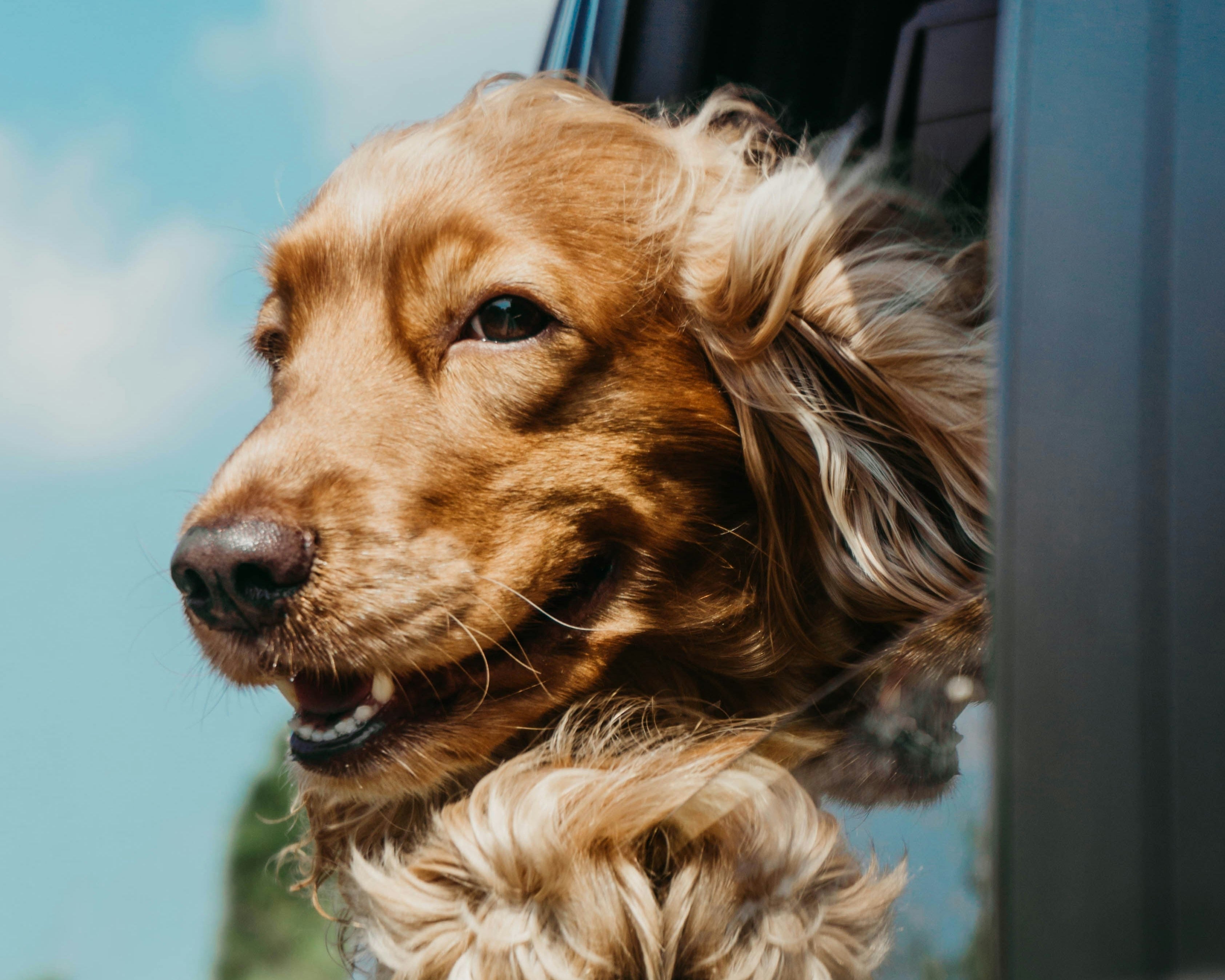 BARF im Urlaub – so einfach geht’s