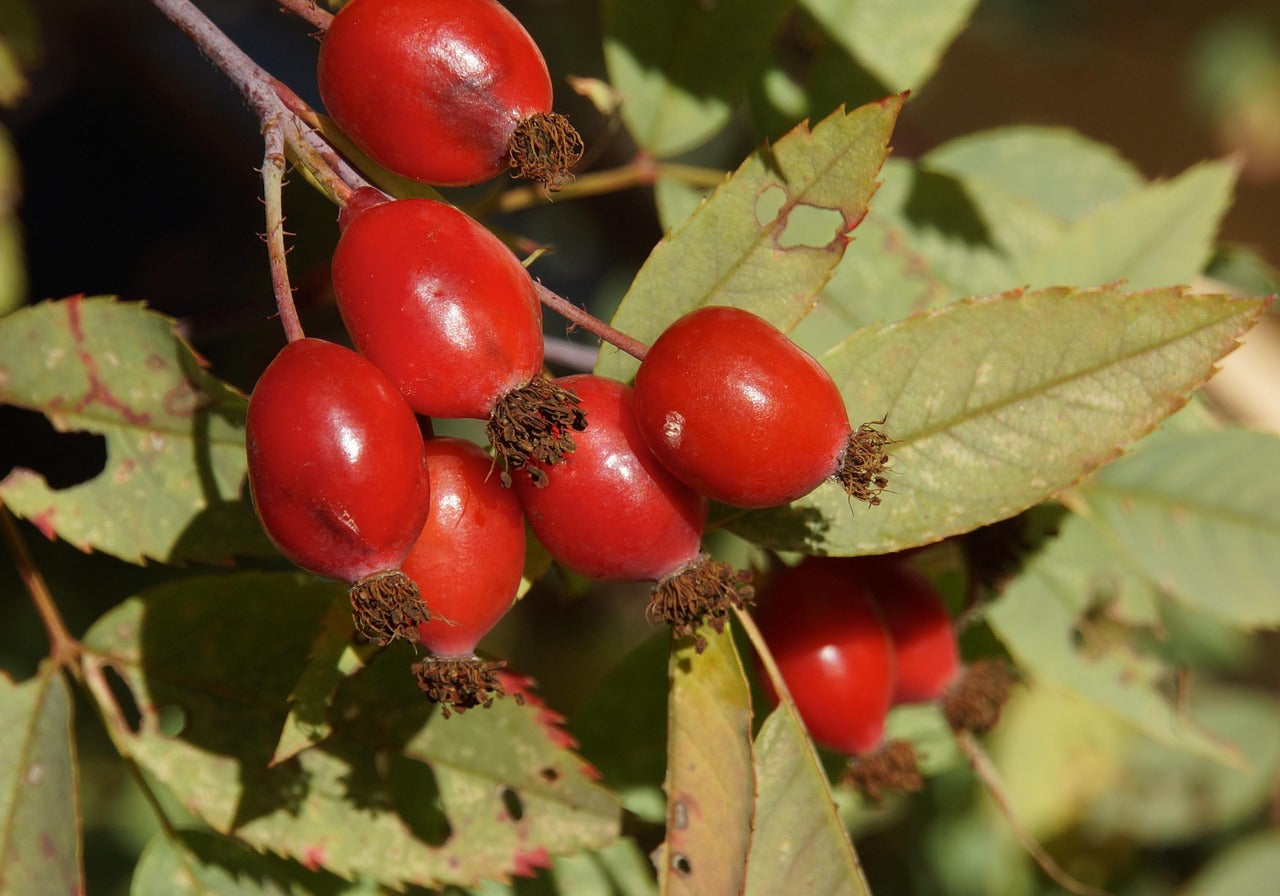 Hagebuttenpulver für Hunde und Katzen – Vorteile, Dosierung und Anwendung
