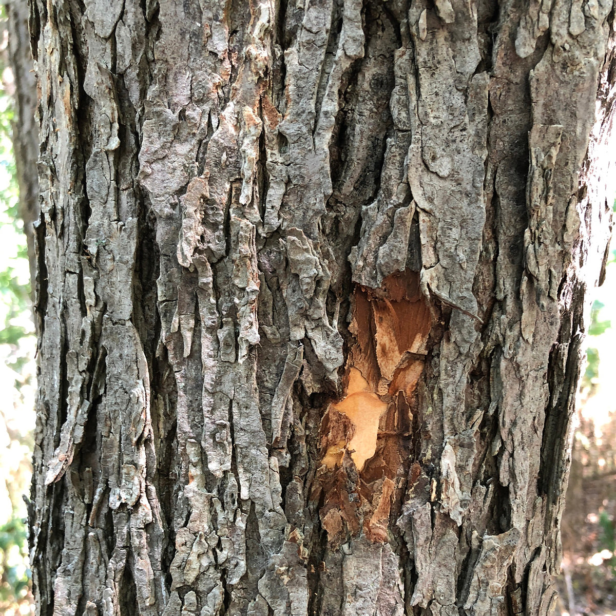 Slippery Elm – wenn der Bauch rebelliert