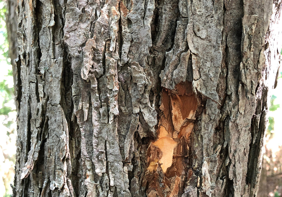 Slippery Elm – wenn der Bauch rebelliert