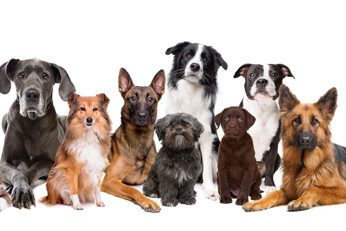 verschiedene_Hundegrossen_-_Bild.jpg